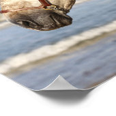 Bob Langrish | Andalusischer Stallion Poster (Ecke)