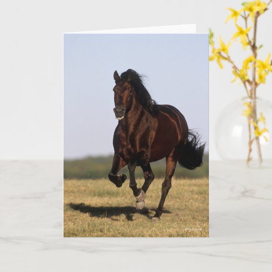 Bob Langrish | Andalusischer Stallion Running Karte (Gelbe Blume)