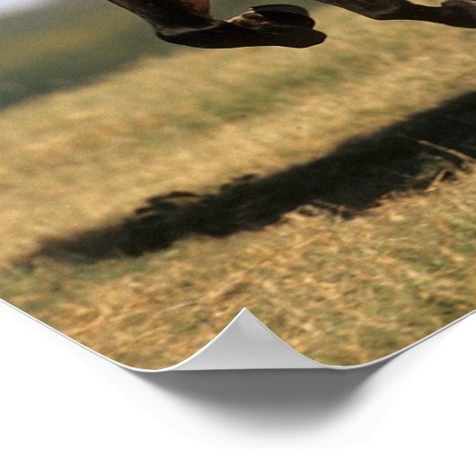 Bob Langrish | Andalusischer Stallion Running Poster (Ecke)