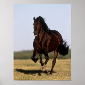 Bob Langrish | Andalusischer Stallion Running Poster (Vorne)