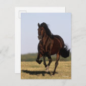 Bob Langrish | Andalusischer Stallion Running Postkarte (Vorne/Hinten)