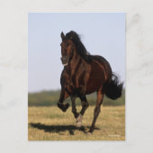 Bob Langrish | Andalusischer Stallion Running Postkarte (Vorderseite)