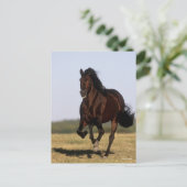 Bob Langrish | Andalusischer Stallion Running Postkarte (Stehend Vorderseite)