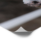 Bob Langrish Appaloosa Friesian Stallion Headshot Poster (Ecke)