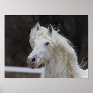 Bob Langrish Appaloosa Friesian Stallion Headshot Poster