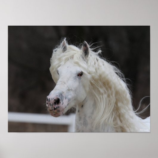 Bob Langrish Appaloosa Friesian Stallion Headshot Poster (Vorne)