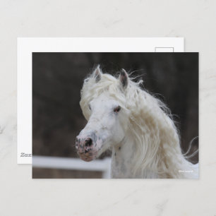 Bob Langrish Appaloosa Friesian Stallion Headshot Postkarte