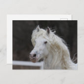 Bob Langrish Appaloosa Friesian Stallion Headshot Postkarte (Vorne/Hinten)