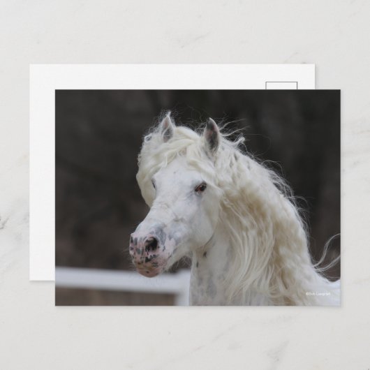 Bob Langrish Appaloosa Friesian Stallion Headshot Postkarte (Vorne/Hinten)