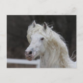 Bob Langrish Appaloosa Friesian Stallion Headshot Postkarte (Vorderseite)