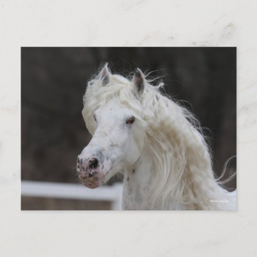 Bob Langrish Appaloosa Friesian Stallion Headshot Postkarte (Vorderseite)