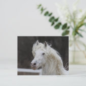 Bob Langrish Appaloosa Friesian Stallion Headshot Postkarte (Stehend Vorderseite)