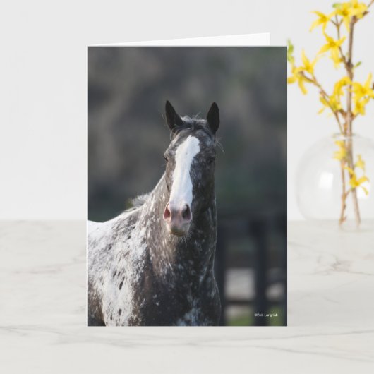 Bob Langrish | Appaloosa Headshot Karte (Gelbe Blume)
