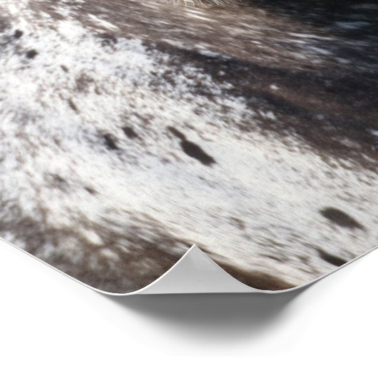 Bob Langrish | Appaloosa Headshot Poster (Ecke)