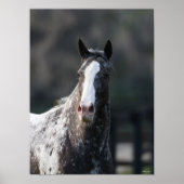 Bob Langrish | Appaloosa Headshot Poster (Vorne)
