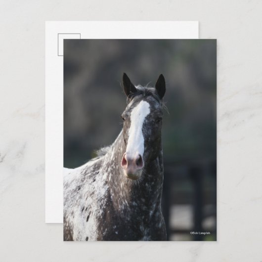Bob Langrish | Appaloosa Headshot Postkarte (Vorne/Hinten)