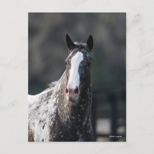Bob Langrish | Appaloosa Headshot Postkarte (Vorderseite)