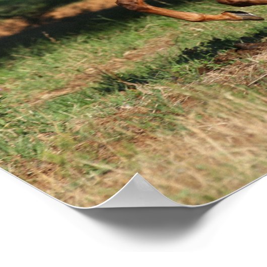 Bob Langrish | Appaloosa Pferderennen Poster (Ecke)