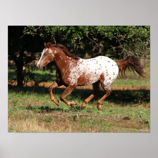Bob Langrish | Appaloosa Pferderennen Poster (Vorne)