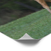 Bob Langrish | Appaloosa Pferderennen Poster (Ecke)