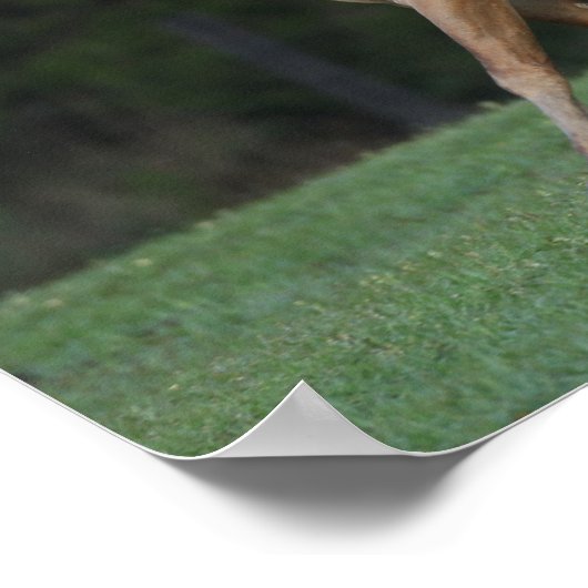 Bob Langrish | Appaloosa Pferderennen Poster (Ecke)