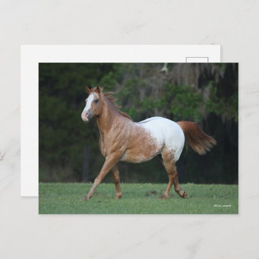 Bob Langrish | Appaloosa Pferderennen Postkarte (Vorne/Hinten)