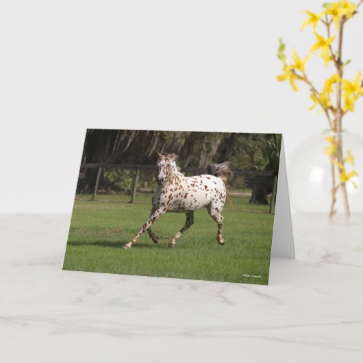 Bob Langrish | Appaloosa Running Karte (Gelbe Blume)