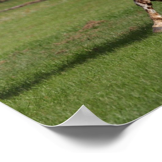 Bob Langrish | Appaloosa Running Poster (Ecke)