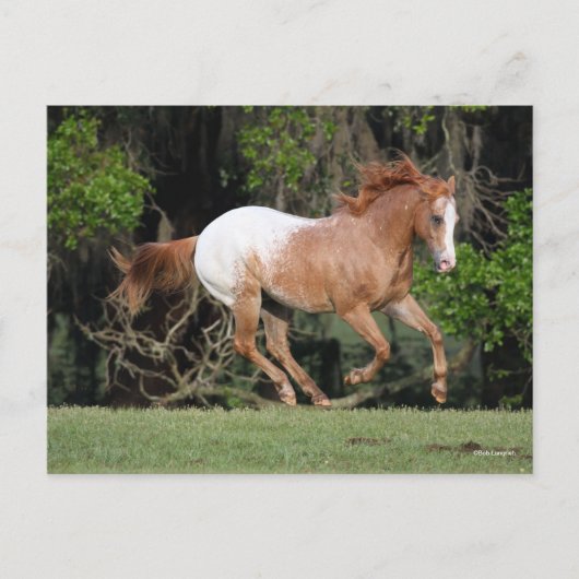 Bob Langrish | Appaloosa Running Postkarte (Vorderseite)