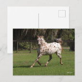 Bob Langrish | Appaloosa Running Postkarte (Vorne/Hinten)