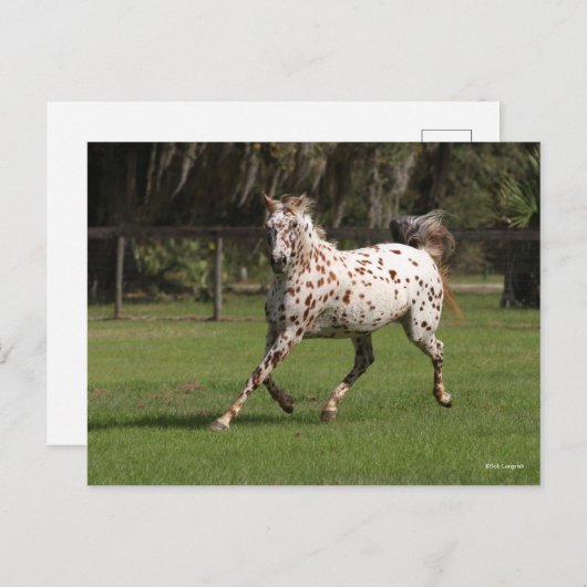 Bob Langrish | Appaloosa Running Postkarte (Vorne/Hinten)