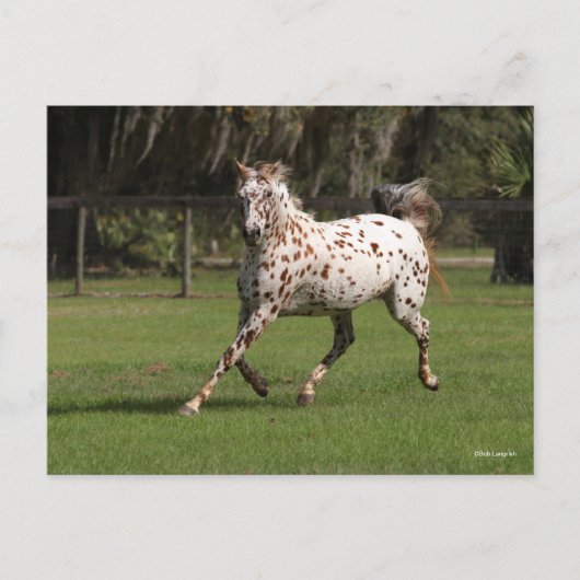 Bob Langrish | Appaloosa Running Postkarte (Vorderseite)