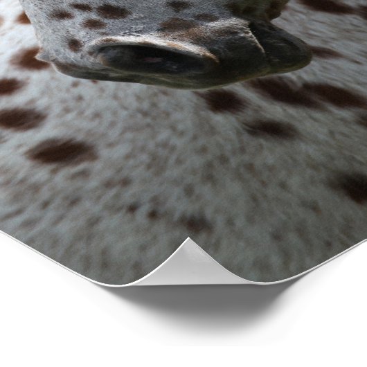 Bob Langrish | Appaloosa Stehend Headshot Poster (Ecke)