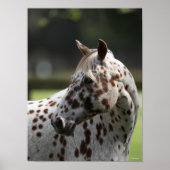 Bob Langrish | Appaloosa Stehend Headshot Poster (Vorne)