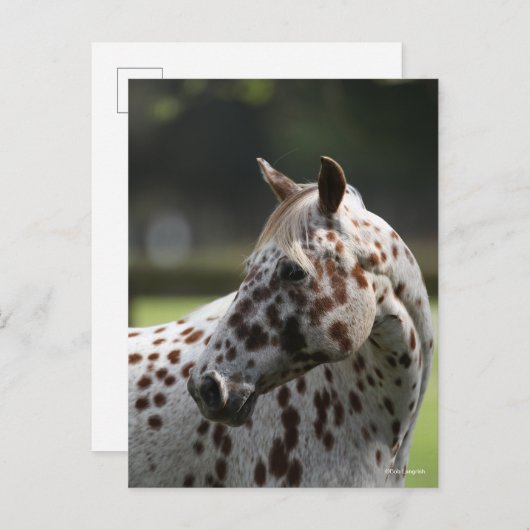 Bob Langrish | Appaloosa Stehend Headshot Postkarte (Vorne/Hinten)