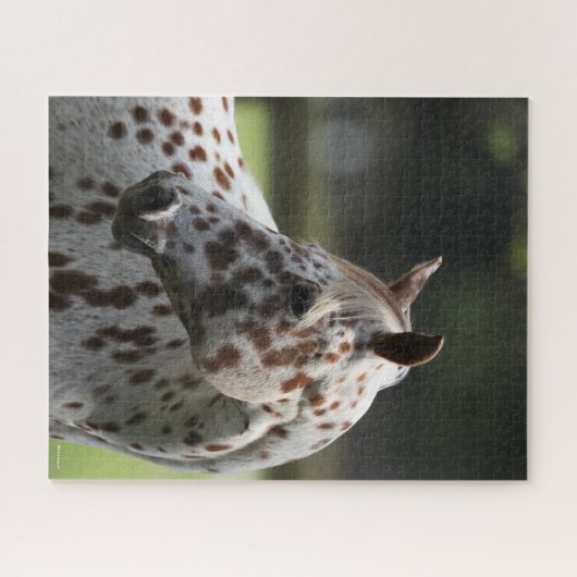 Bob Langrish | Appaloosa Stehend Headshot Puzzle (Horizontal)