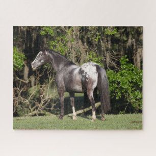 Bob Langrish   Appaloosa Stehend Puzzle