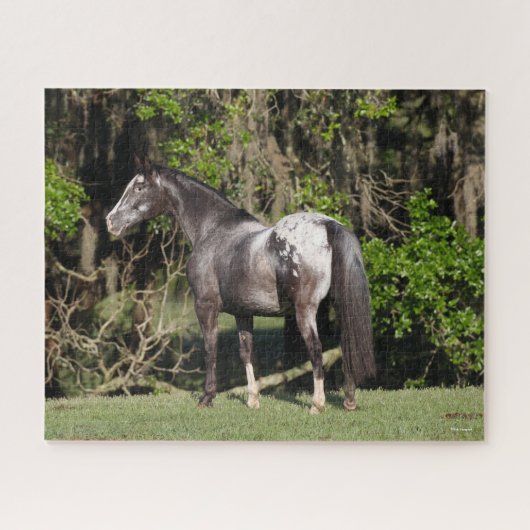Bob Langrish | Appaloosa Stehend Puzzle (Horizontal)