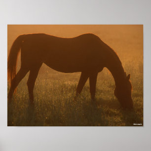 Bob Langrish Arab Grazing In The Mist Poster