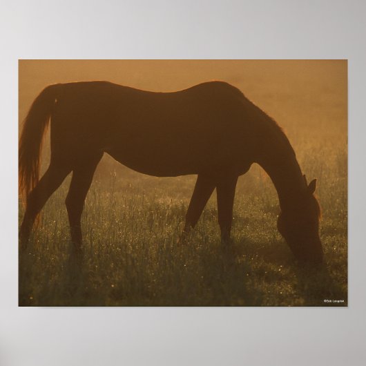 Bob Langrish | Arab Grazing In The Mist Poster (Vorne)