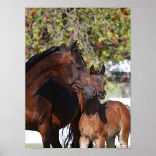 Bob Langrish   Arab Mare and Foal Stehend Poster