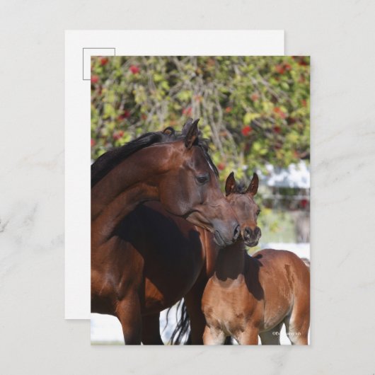 Bob Langrish | Arab Mare and Foal Stehend Postkarte (Vorne/Hinten)