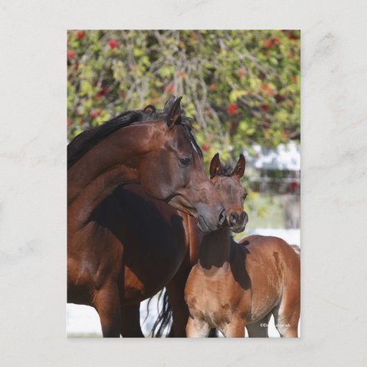 Bob Langrish | Arab Mare and Foal Stehend Postkarte (Vorderseite)