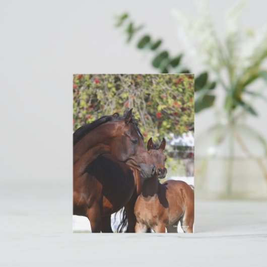 Bob Langrish | Arab Mare and Foal Stehend Postkarte (Stehend Vorderseite)