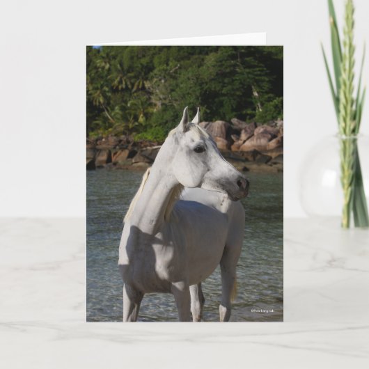 Bob Langrish Arab Mare Stehend in Water Headshot Karte (Vorderseite)