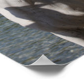 Bob Langrish Arab Mare Stehend in Water Headshot Poster (Ecke)