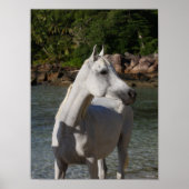 Bob Langrish Arab Mare Stehend in Water Headshot Poster (Vorne)