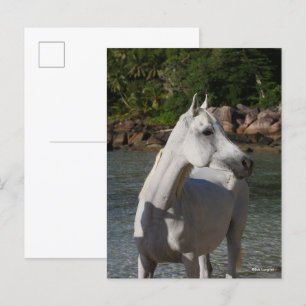 Bob Langrish Arab Mare Stehend in Water Headshot Postkarte