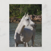 Bob Langrish Arab Mare Stehend in Water Headshot Postkarte (Vorderseite)