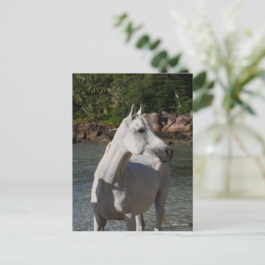 Bob Langrish Arab Mare Stehend in Water Headshot Postkarte (Stehend Vorderseite)